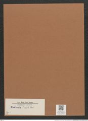 Navicula lineata Dnk. (de-Toni-Nr.: Genus 1) Zeichnungen Sammlung Grunow Mappe 00754 (Herbarium_W_Grunow_drawings_Folder_00754)